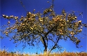 pommier tardif